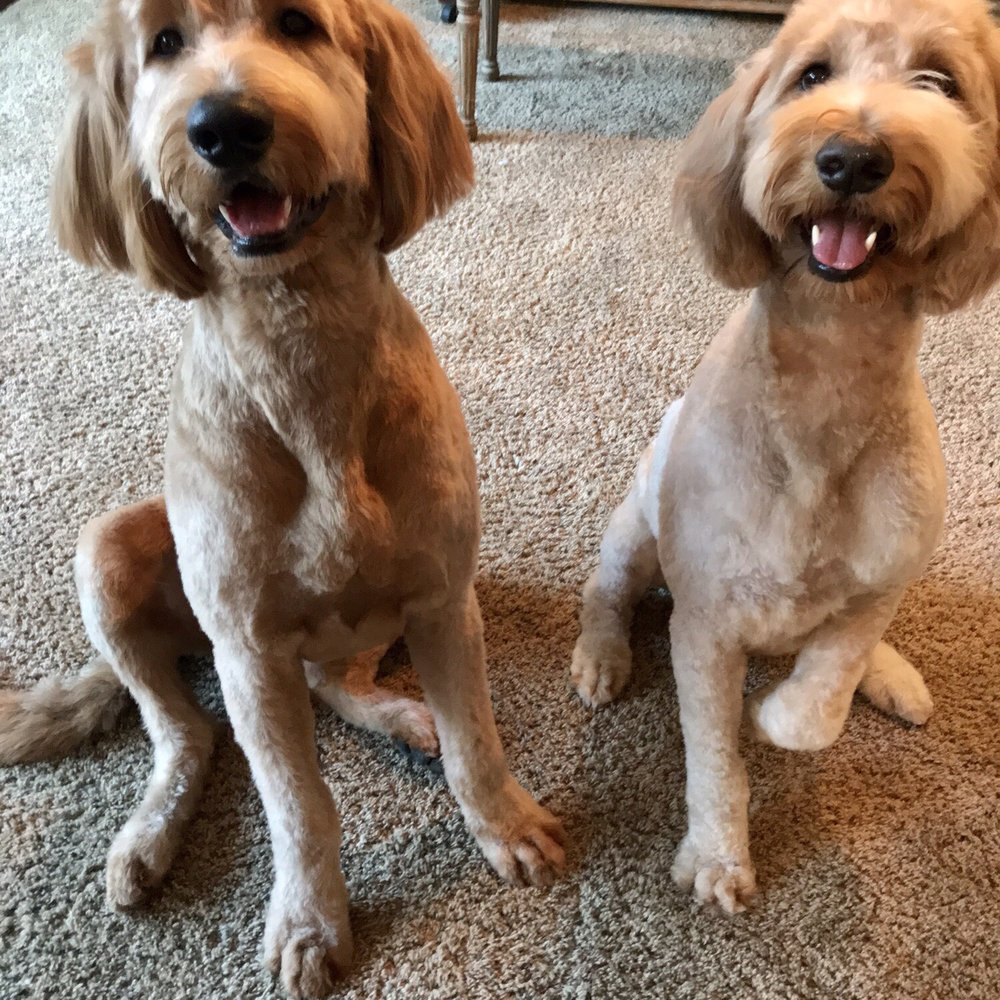 Furry Beginnings - Pet Groomers Near Me - Gilbert, Arizona