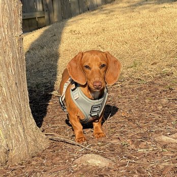 Pet Behavior Help - Elke - Pet Training Near Me - Chapel Hill, North Carolina Pet Behavior Help - Elke - Pet Training Near Me - Chapel Hill, North Carolina