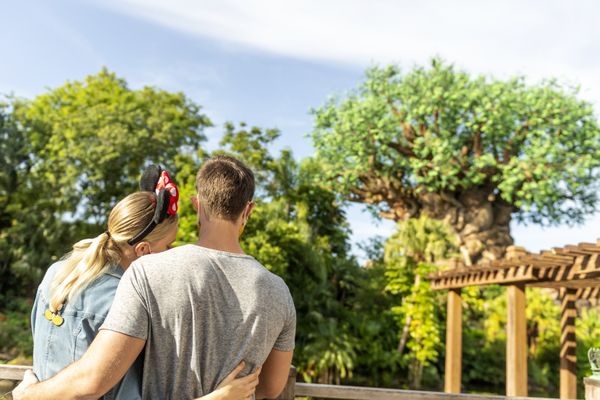 Disney Animal Kingdom by null