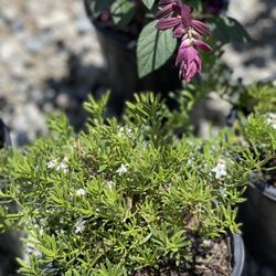 Seaside Growers Nursery - White Trailing Myoporium