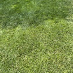 Turf Medic