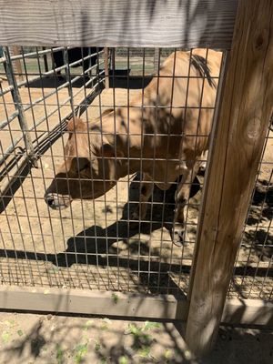 Avila Valley Barn by null