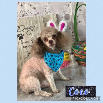 Soapy Paws Dog Grooming - Coco - Pet Groomers Near Me - Chester, South Carolina Soapy Paws Dog Grooming - Coco - Pet Groomers Near Me - Chester, South Carolina