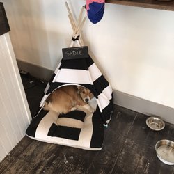 Modern Nostalgia - Sadie the corgi!