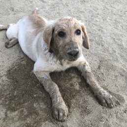 Gunner always has a good time at the park. Gunner always has a good time at the park.