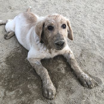 FIDO Field - Folsom Dog Park - Gunner always has a good time at the park. - Dog Parks Near Me - Folsom, California FIDO Field - Folsom Dog Park - Gunner always has a good time at the park. - Dog Parks Near Me - Folsom, California