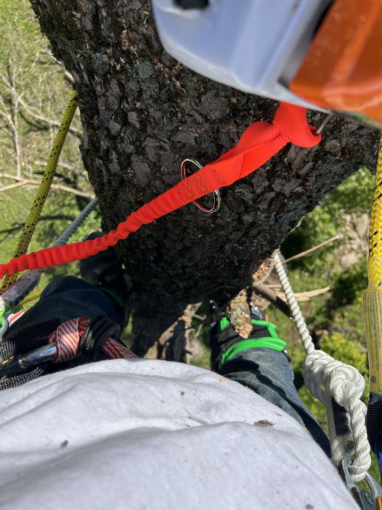 Elijah's Tree Service - tree service in Cambridge, WI