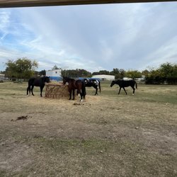 Willow Woods Equine Sanctuary