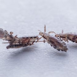 PALS Lice Treatment & Removal