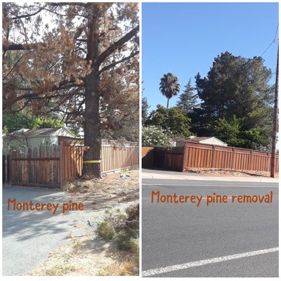 Professional tree services for residential and commercial needs - when disaster strikes , count on experience professionals for prompt and efficient emergencies tree Services contact us today to get a free quote. Professional tree services for residential and commercial needs - when disaster strikes , count on experience professionals for prompt and efficient emergencies tree Services contact us today to get a free quote.