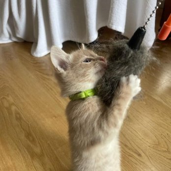 Animlz Dog Walking & Pet Sitting - Taking time to play with the kittens - Dog Walkers Near Me