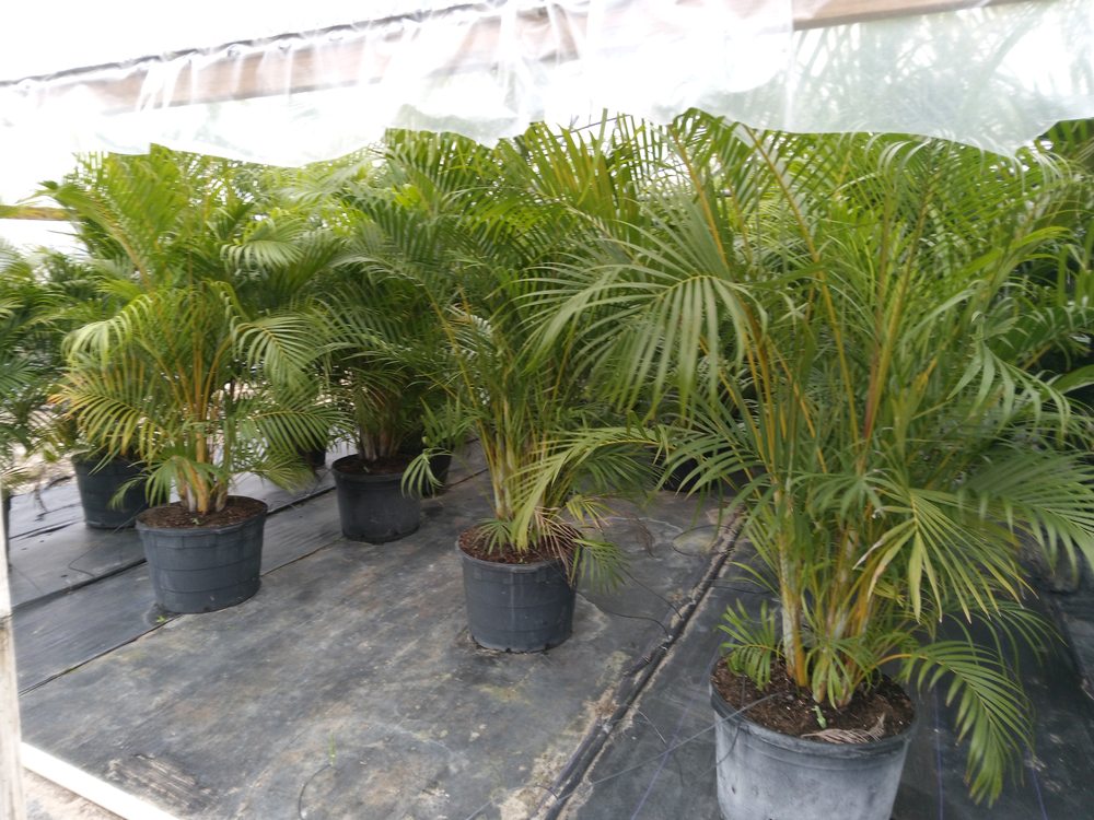 TREE PROMOTIONS - Updated April 2026 - Carrollwood, Florida - Tree ...