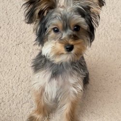 Neighborwoof - Punkin the Yorkie