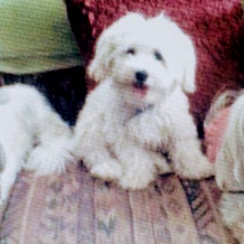 City Line Pet Clinic - Mr. Man, Bailey and Tommy girl - Veterinarians Near Me - Pico Rivera, California