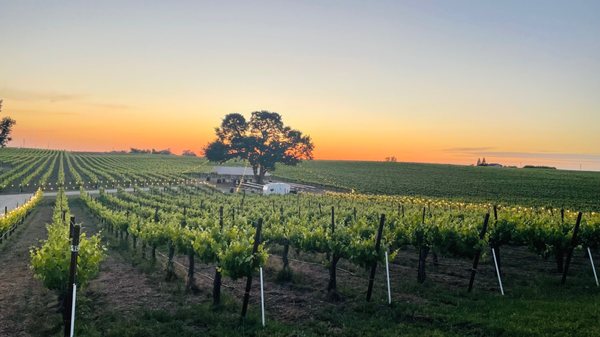 Bokisch Vineyards by null