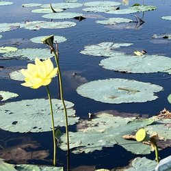 Florida Cracker Airboat Ride