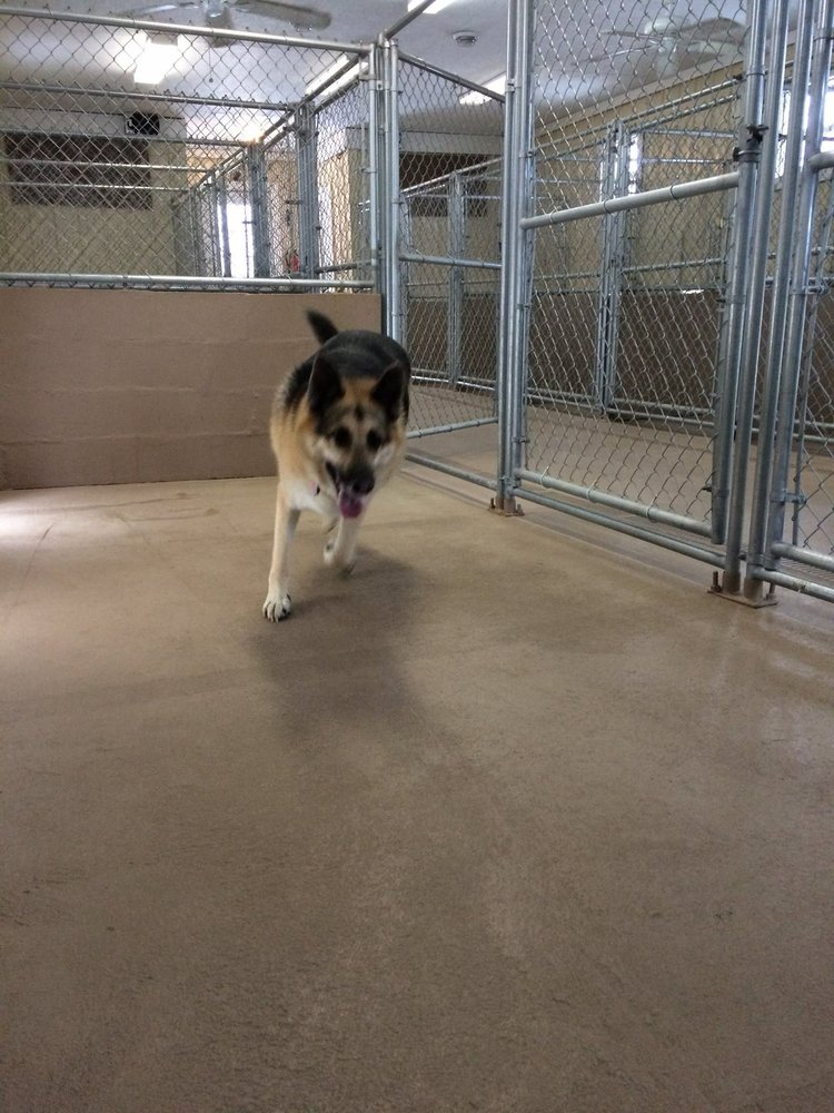 COUNTRY KENNELS 11 Photos Pet Boarding 201 Janosky Rd, New
