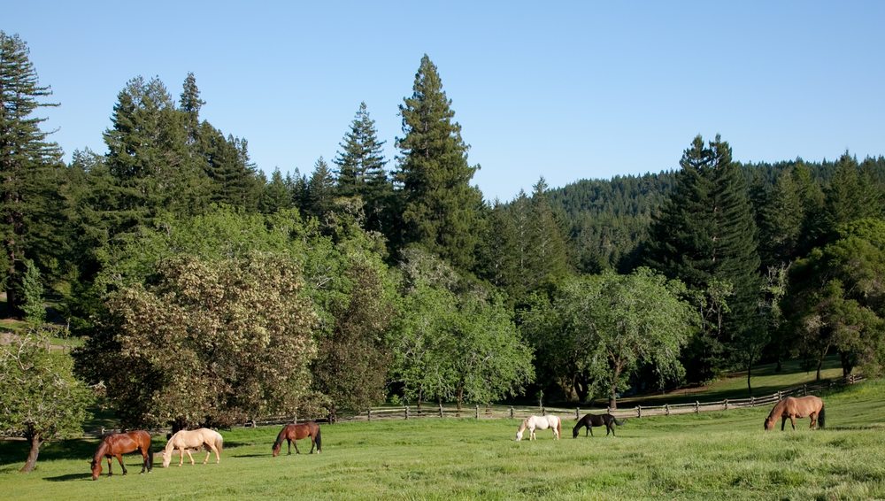 LISA THOMAS COMPASS REAL ESTATE 404 Mendocino Ave, Santa Rosa