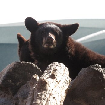 Yellowstone Bear World - Cuties - Zoos Near Me - Rexburg, Idaho Yellowstone Bear World - Cuties - Zoos Near Me - Rexburg, Idaho