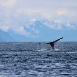 Jayleen’s Alaska