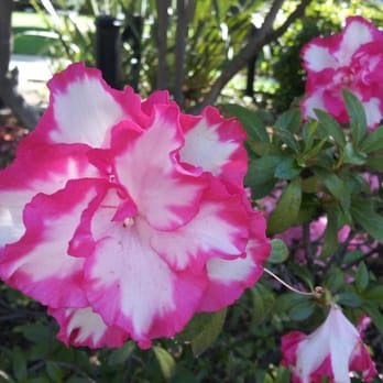 Capitol Park - Parks Near Me - Sacramento, California