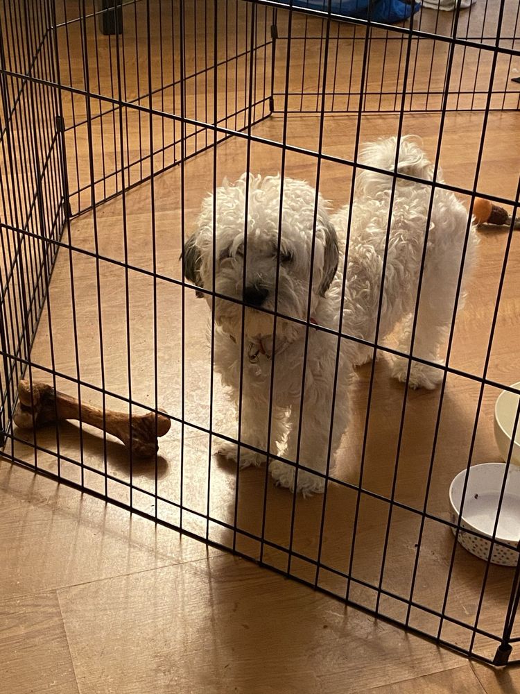 PET PARADISE - Updated January 2026 - 39 Photos & 15 Reviews - 4101 ...