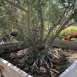 Carreon Nursery