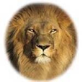 Lion Plumbing - a close up of a lion's face - Plumbing Near Me - Doral, Florida Lion Plumbing - a close up of a lion's face - Plumbing Near Me - Doral, Florida