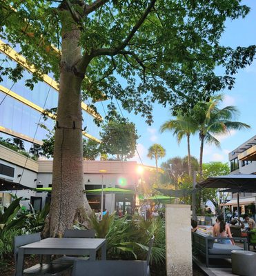 Mister O1 Extraordinary Pizza - Coconut Grove by null