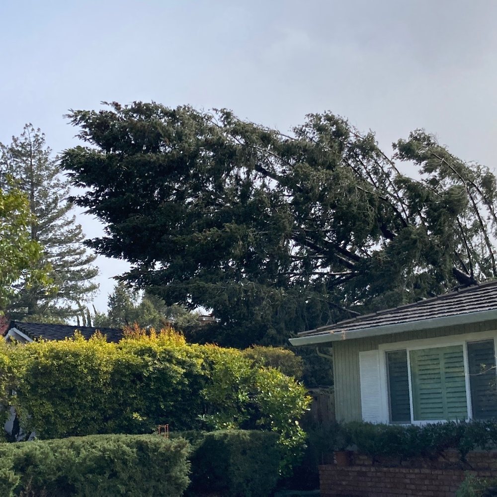 Nature Care Tree Specialist - Huge tree that fell on our roof. - Tree Services Near Me Nature Care Tree Specialist - Huge tree that fell on our roof. - Tree Services Near Me