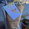 WineShoppe gift card