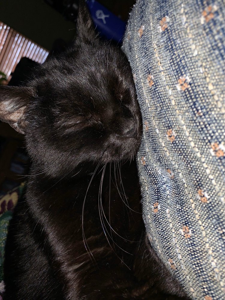 FURRY FRIENDS REFUGE Updated May 2024 11 Photos 1211 Grand Ave