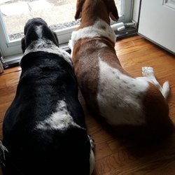 J's Dog Walking and Sitting - Annabelle and Brody