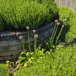 Wells Medina Nursery