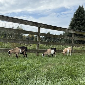 Jams Goat Yoga - Yoga Near Me - Omaha, Nebraska