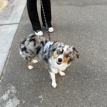Four Paws Grooming - Mini Aussie - Pet Groomers Near Me - Norco, California Four Paws Grooming - Mini Aussie - Pet Groomers Near Me - Norco, California