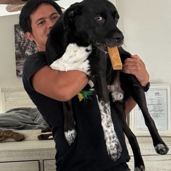 Polk County Bully Project - Happy boy! He loves his new life! - Pet Adoption Near Me - Lakeland, Florida Polk County Bully Project - Happy boy! He loves his new life! - Pet Adoption Near Me - Lakeland, Florida