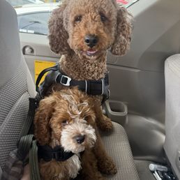 Just dropped off my little duo Crash & Neo for boarding! Just dropped off my little duo Crash & Neo for boarding!