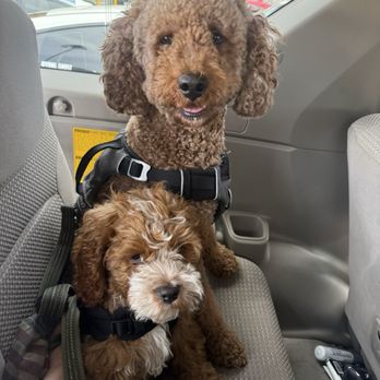 Pawsible - Just dropped off my little duo Crash & Neo for boarding! - Pet Training Near Me - Los Angeles, California Pawsible - Just dropped off my little duo Crash & Neo for boarding! - Pet Training Near Me - Los Angeles, California