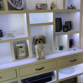 Puppies N Love - My little one is perfect enough to be on the shelf - Pet Stores Near Me - Gilbert, Arizona Puppies N Love - My little one is perfect enough to be on the shelf - Pet Stores Near Me - Gilbert, Arizona
