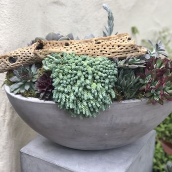 Menlo Botanica - Beautiful succulent arrangement $140 and up for this large sleigh style. So perfect for my friends house warming yes! - Florists Near Me - Menlo Park, California