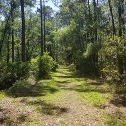 Brooker Creek Nature Preserve Friends Trail - The beginning of the trail