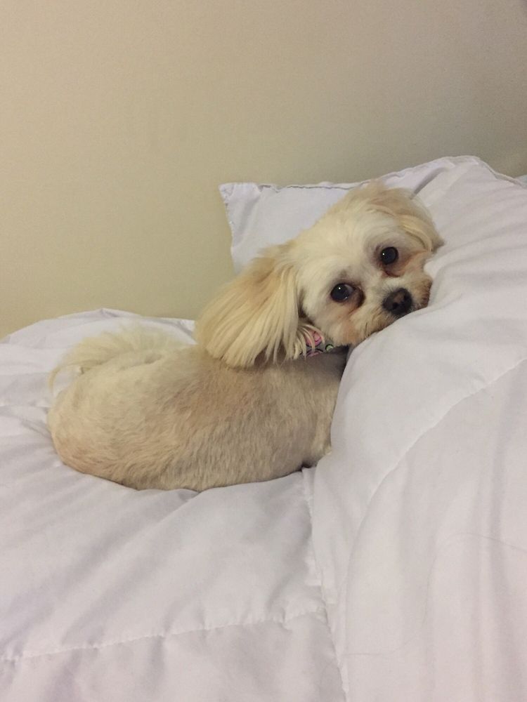 SANDI’S DOG GROOMING 6657 111th St, Worth, Illinois Pet Groomers