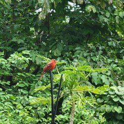 A cardinal enjoying the morning.