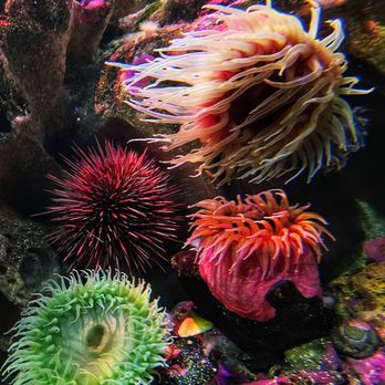 New England Aquarium - Coral - Aquariums Near Me - Boston, Massachusetts New England Aquarium - Coral - Aquariums Near Me - Boston, Massachusetts