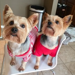 Kobe & Giovanni with super cute hair cuts from Paws & People Too Kobe & Giovanni with super cute hair cuts from Paws & People Too