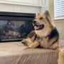 Photo of Scenthound Provo University