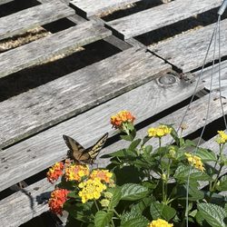 Timmy’s Roadside Gardens