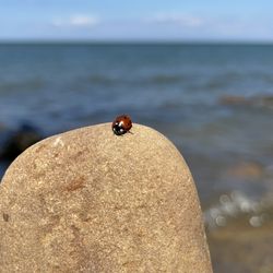 Lightkeepers - One of the many rocks however this one had a ladybug so I had to take a picture.