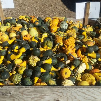The Kinlands - Small gourds. 50 cents. - Farmers Market Near Me - Riverton, Utah